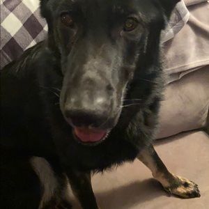 Meet your Posher, Serafina